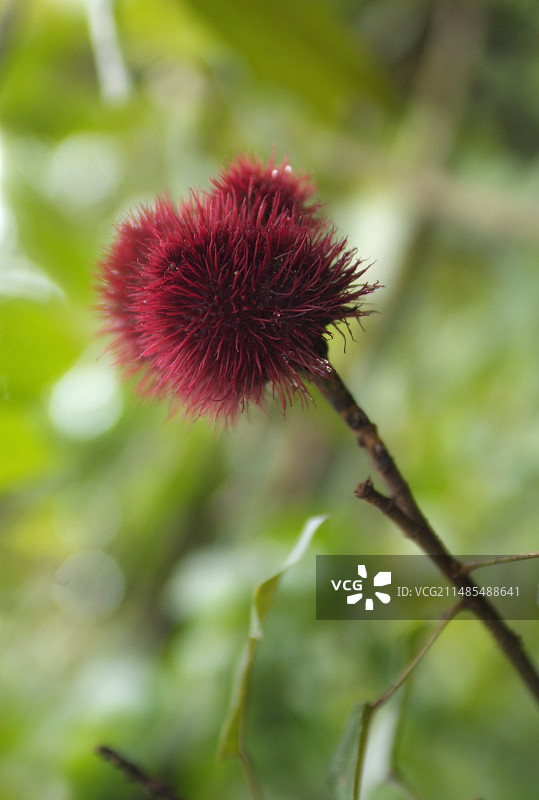 胭脂树图片素材