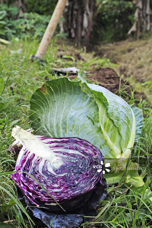 采摘的有机卷心菜图片素材