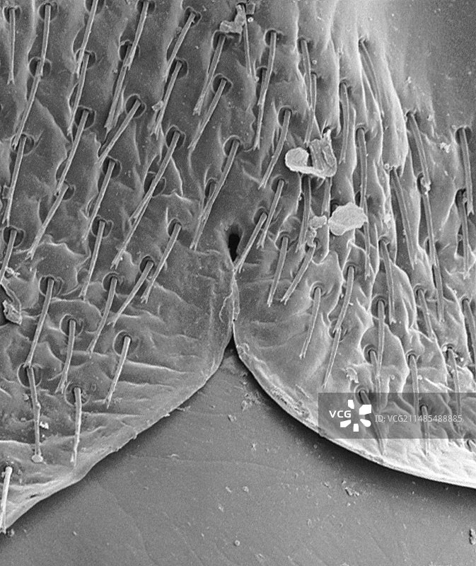 雌性臭虫腹部扫描电镜图图片素材