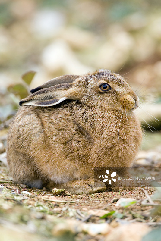 欧洲的兔子图片素材