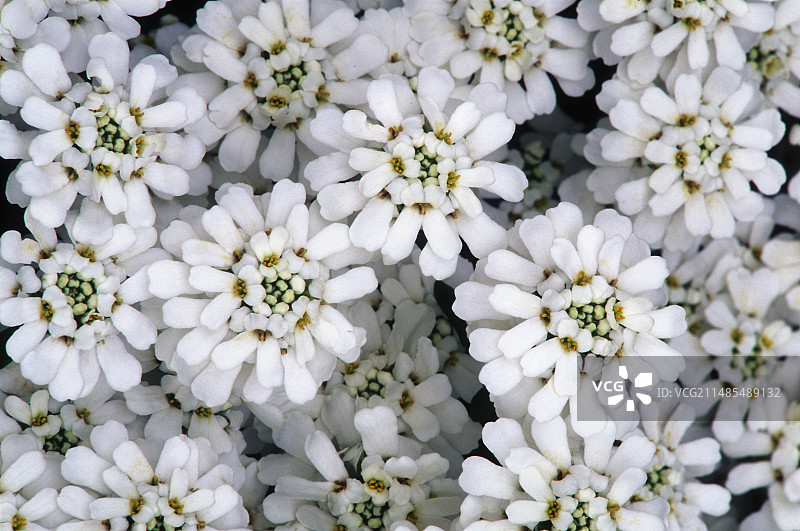 屈曲花图片素材