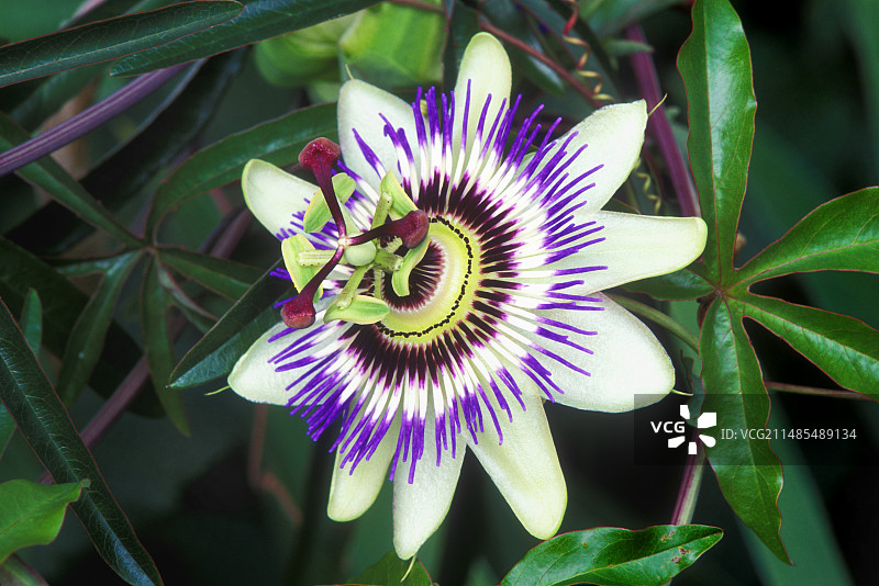 西番莲图片素材