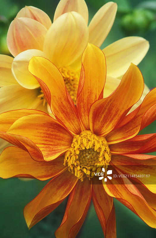 大丽花图片素材