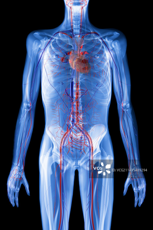 心血管系统图片素材