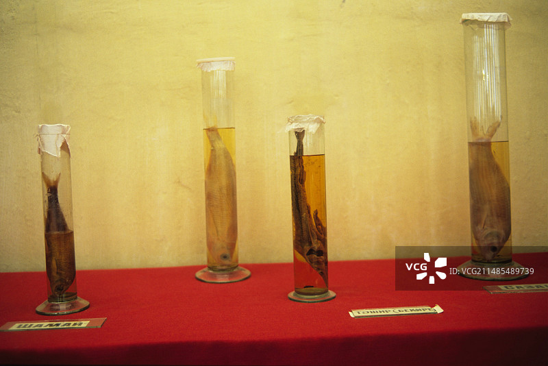 已灭绝的咸海鱼类物种图片素材