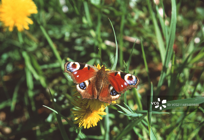 孔雀蝶图片素材