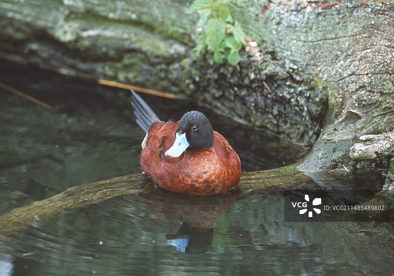 雄性红鸭图片素材