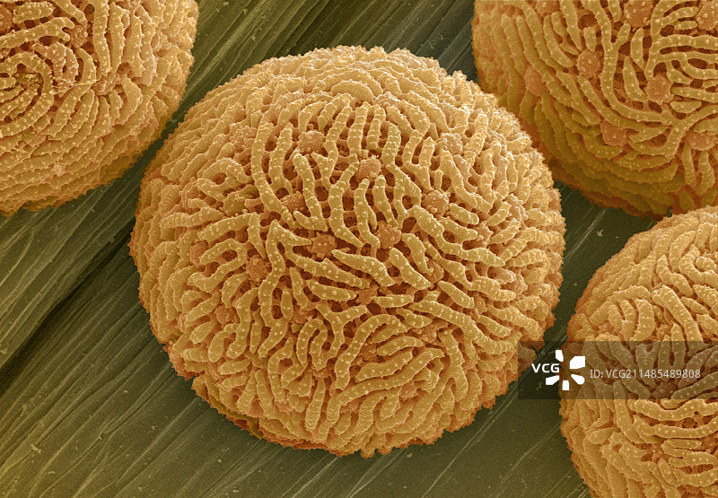 花粉粒（扫描电镜图）图片素材