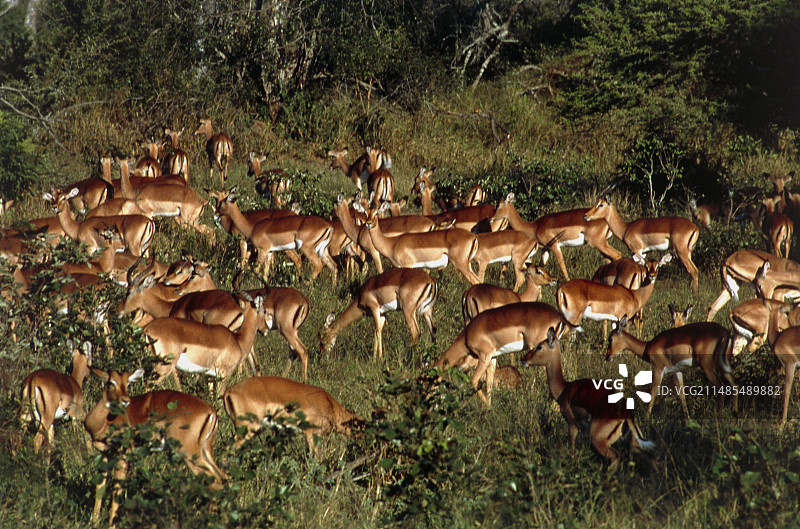 黑斑羚图片素材