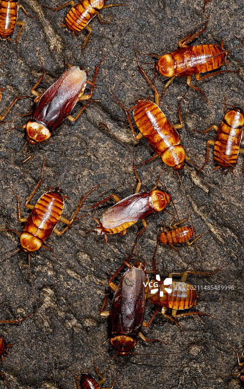 澳大利亚蟑螂图片素材