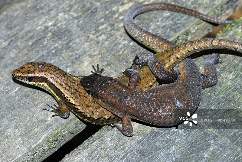 石龙子交配图片素材
