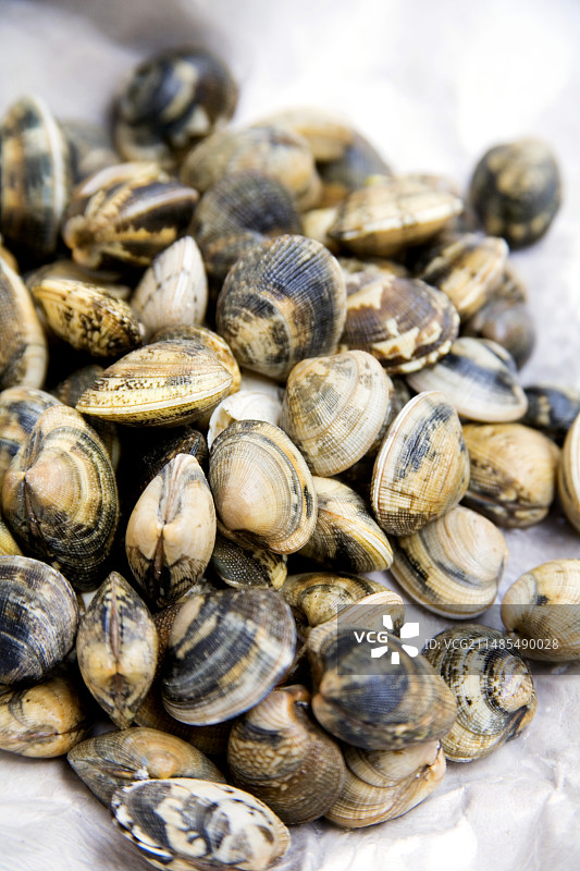 撒丁岛鸟蛤图片素材