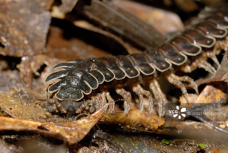 多肢纲马陆进食图片素材