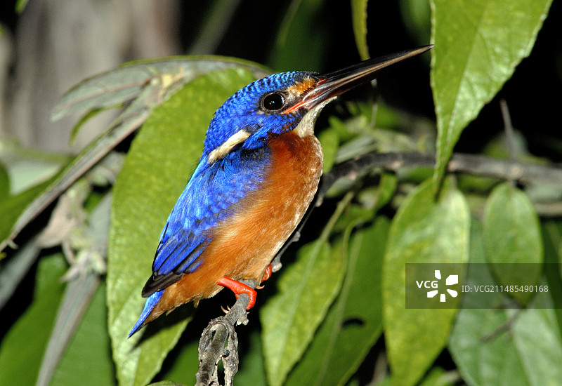 蓝耳翠鸟图片素材