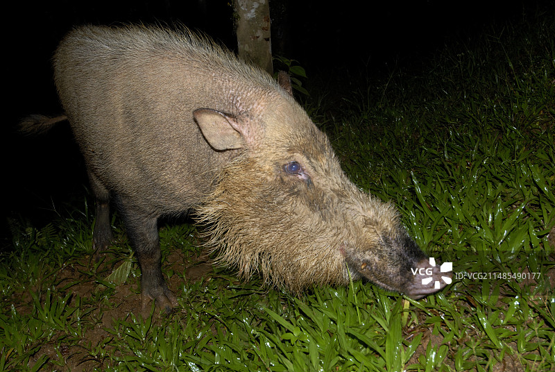 有胡子的猪图片素材