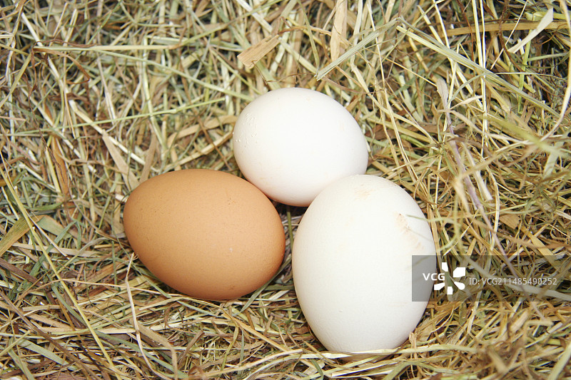 有机鸡蛋图片素材