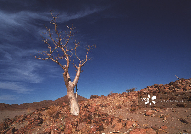 幽灵树图片素材
