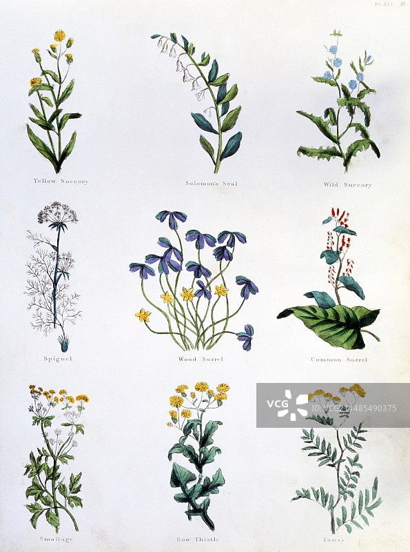 药用草药图片素材