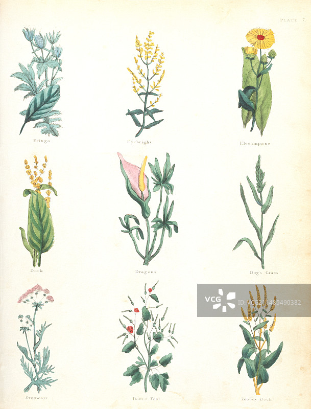 药用草药图片素材