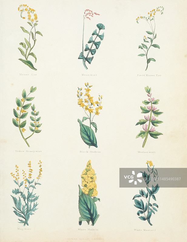 药用草药图片素材