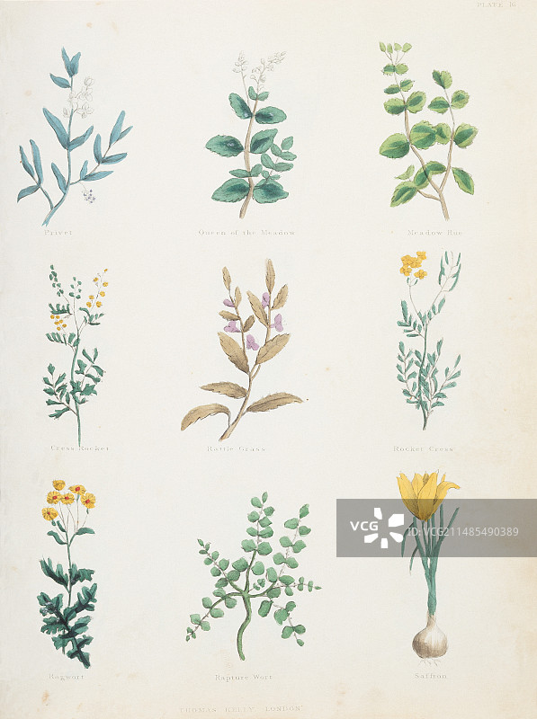 药用草药图片素材