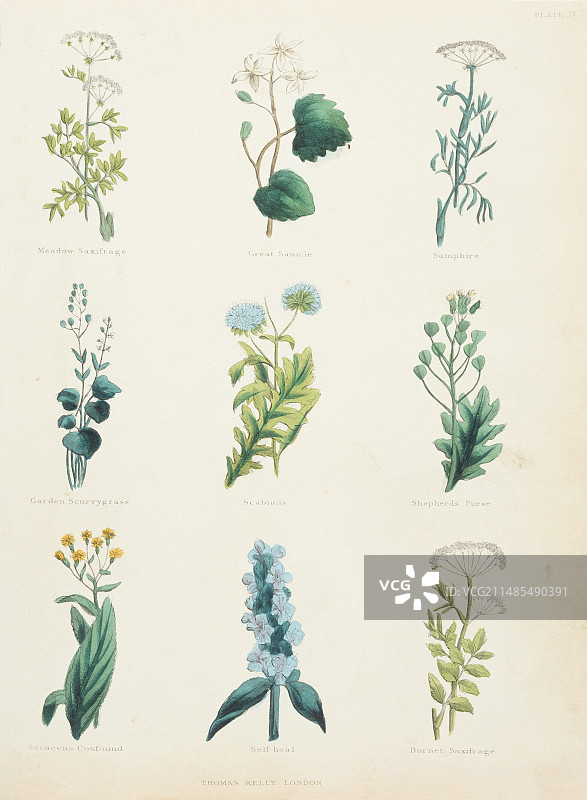 药用草药图片素材