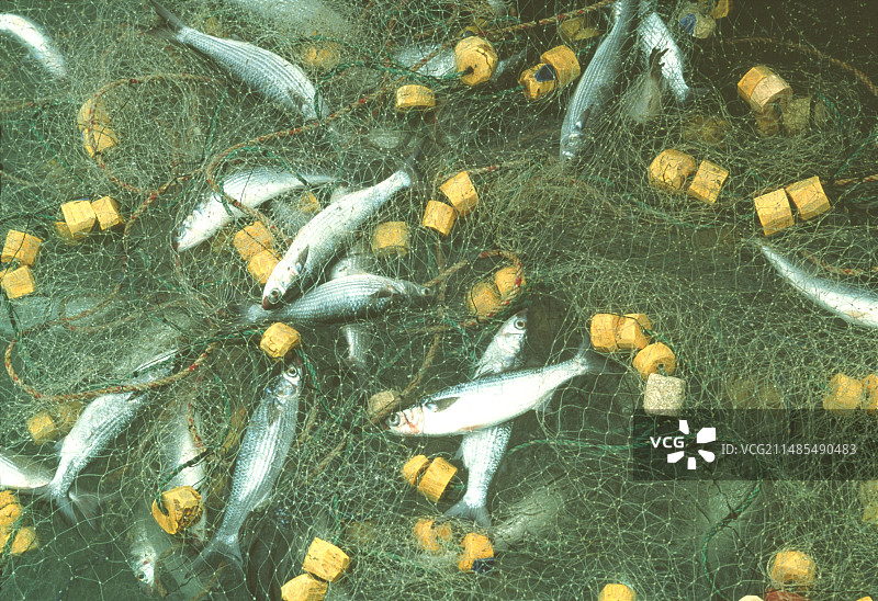 渔网中的鱼图片素材