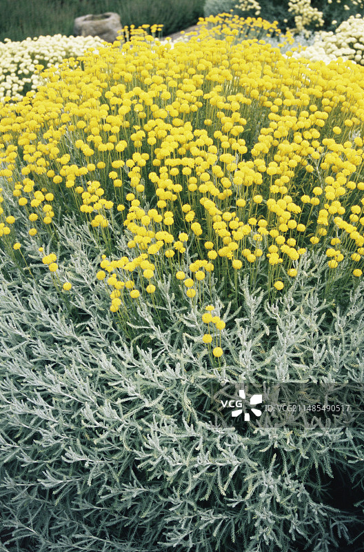 圣托里纳灰圣草图片素材