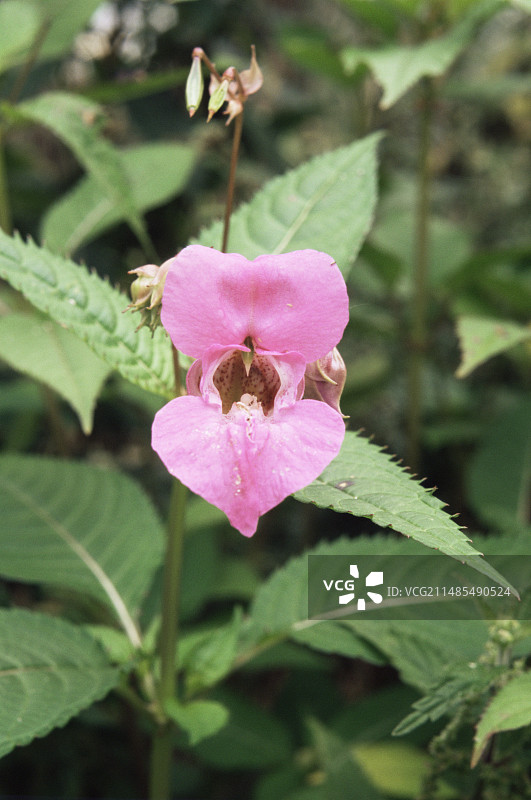 凤仙花图片素材