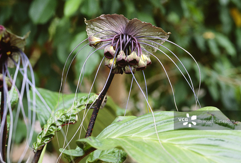蝙蝠草图片素材