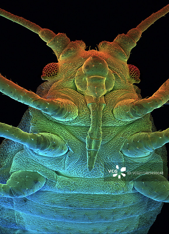 绿色桃蚜，扫描电子显微镜图像图片素材