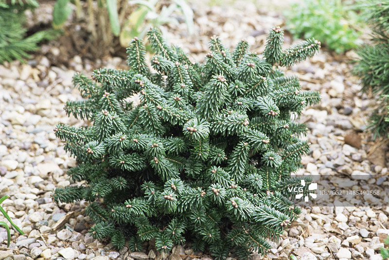 香脂冷杉图片素材