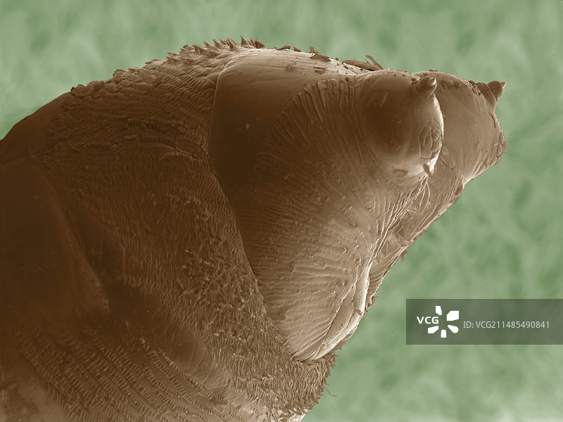 家蝇幼虫 SEM图像图片素材