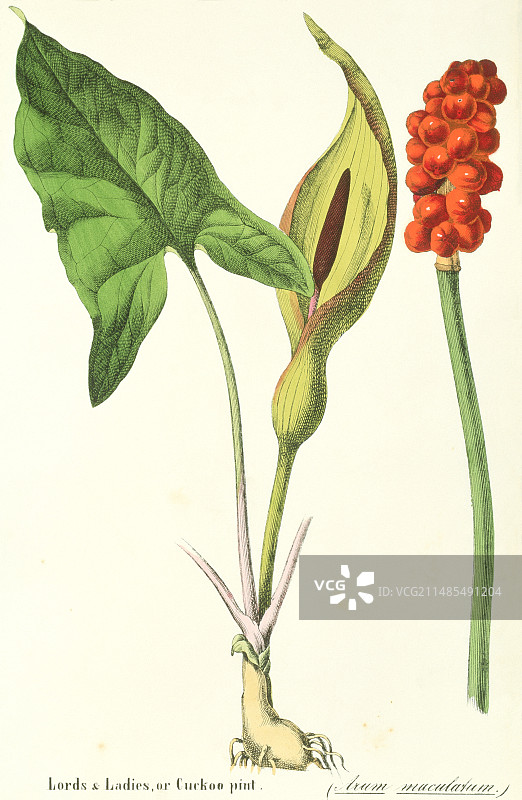 海芋百合图片素材