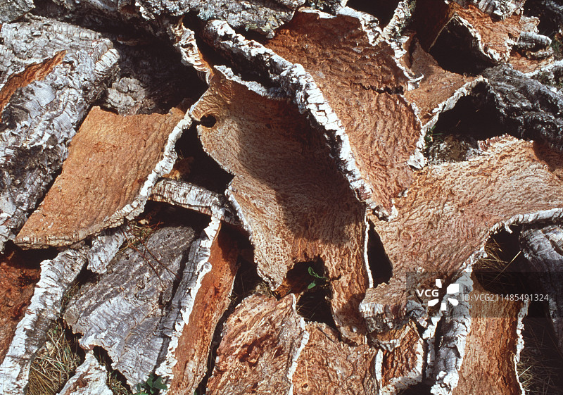 软木采摘图片素材