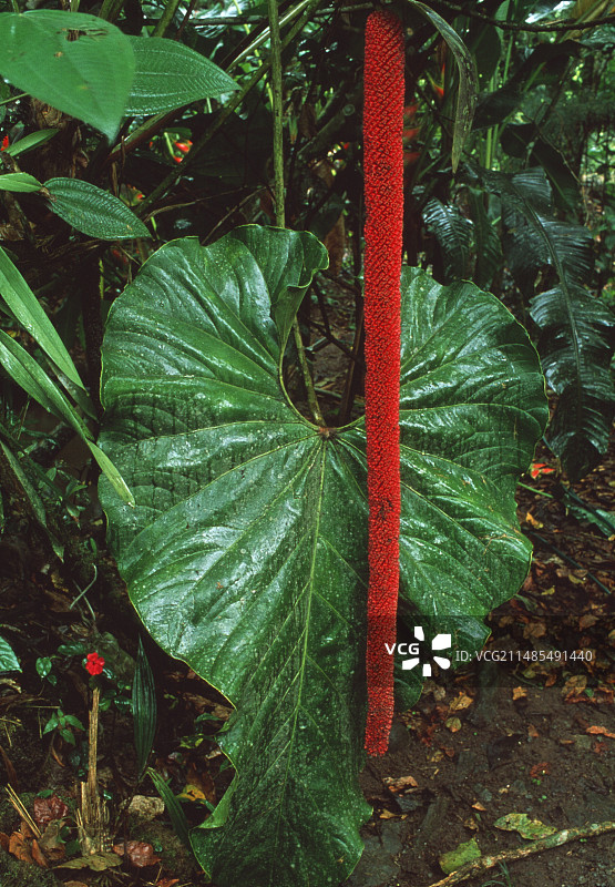天南星科花图片素材