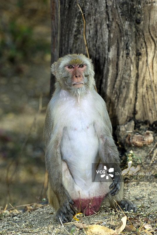 恒河猴图片素材