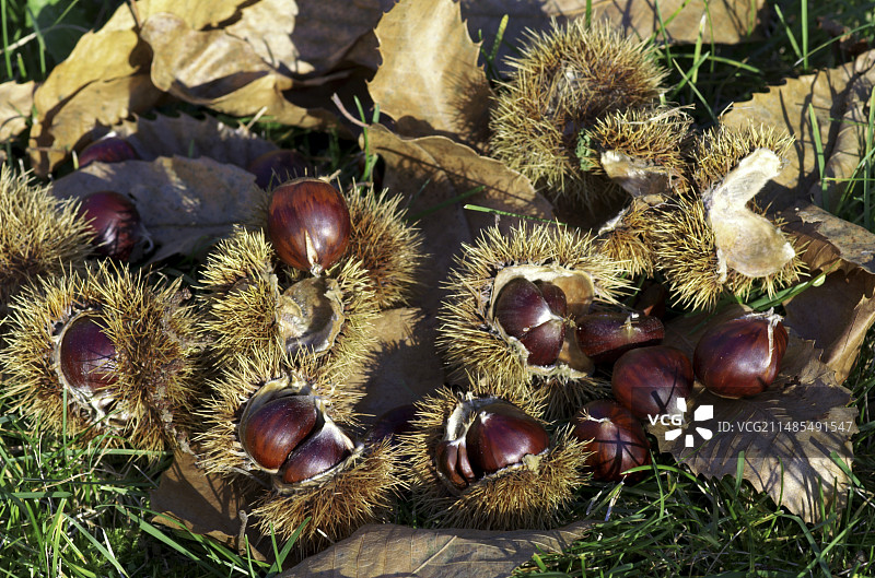 甜栗（板栗）图片素材