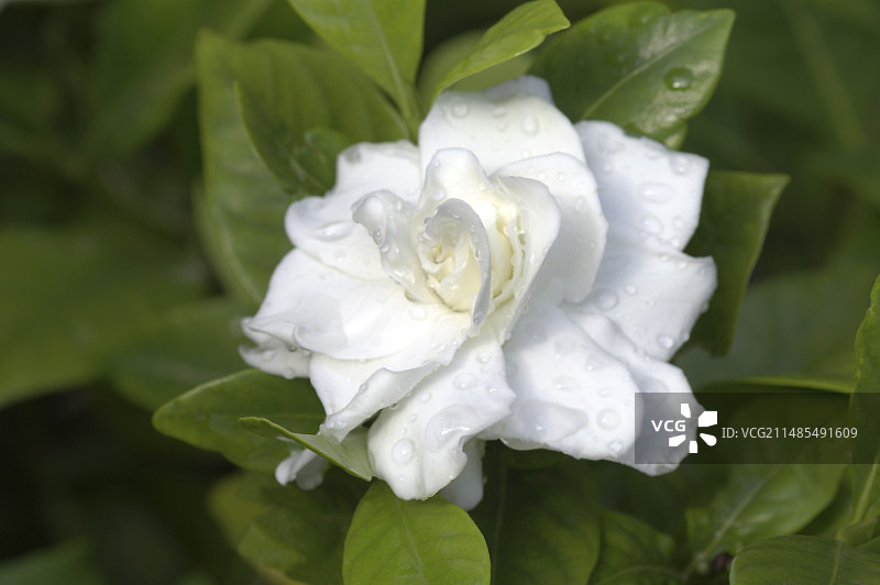 佛罗里达栀子花图片素材