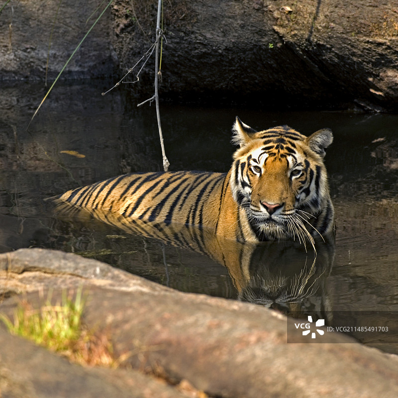 孟加拉虎图片素材
