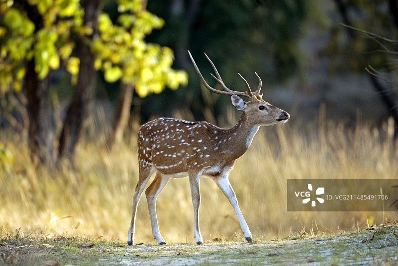 雄性 spotted deer图片素材