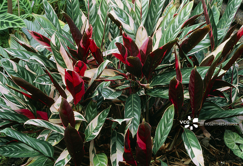奥本海姆栉花竹芋图片素材