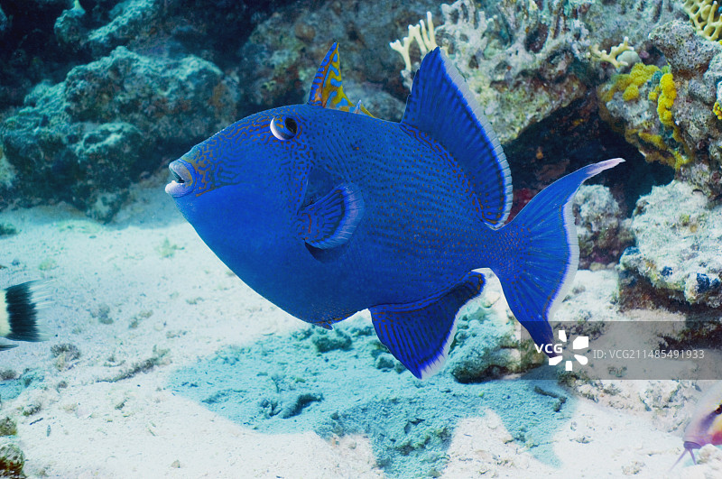 蓝色炮弹鱼图片素材