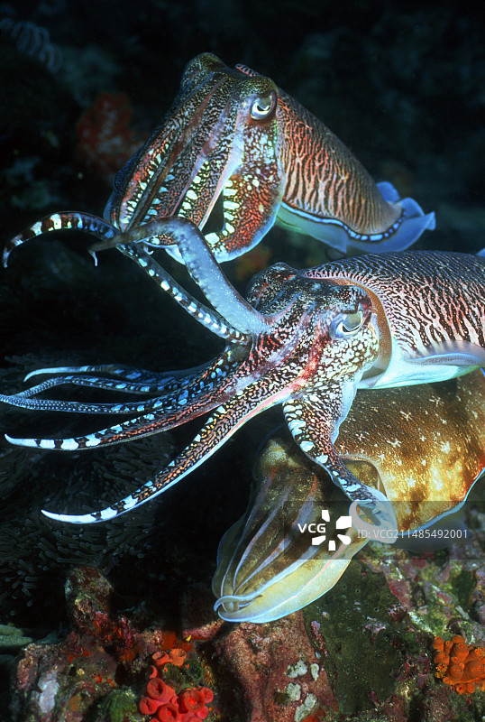 法老乌贼图片素材