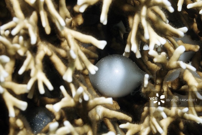 宽鳍乌贼卵图片素材