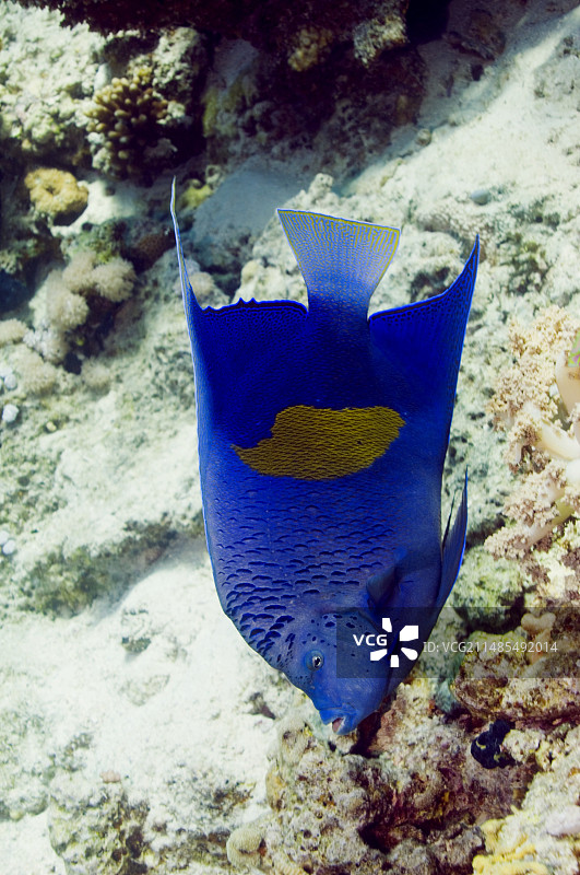 黄带神仙鱼图片素材