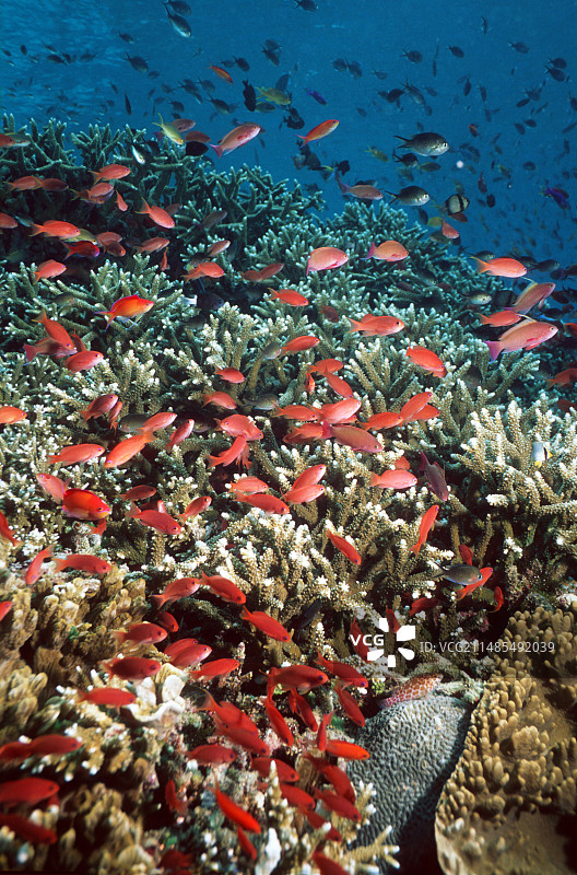 桃色花鲈图片素材