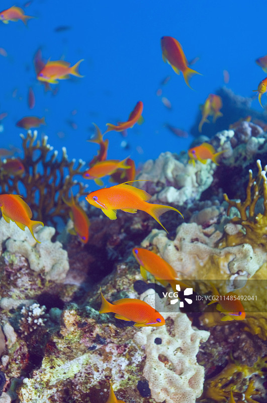 雌性琴尾Anthias鱼图片素材