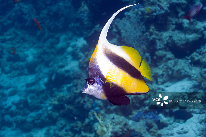 红海旗鱼图片素材