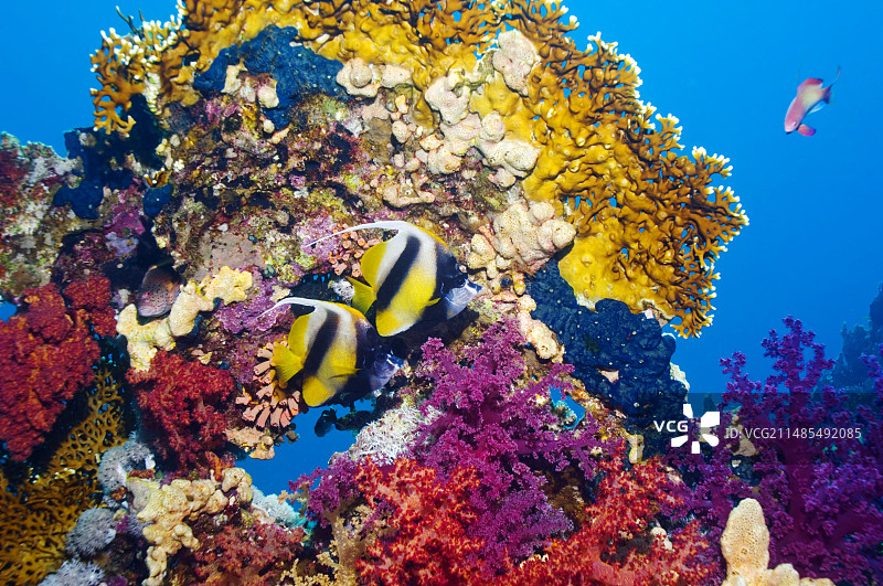 红海旗鱼图片素材